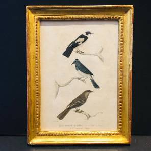 Five 18th century French period colour bird engravings